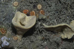 Image of North atlantic cup sponge