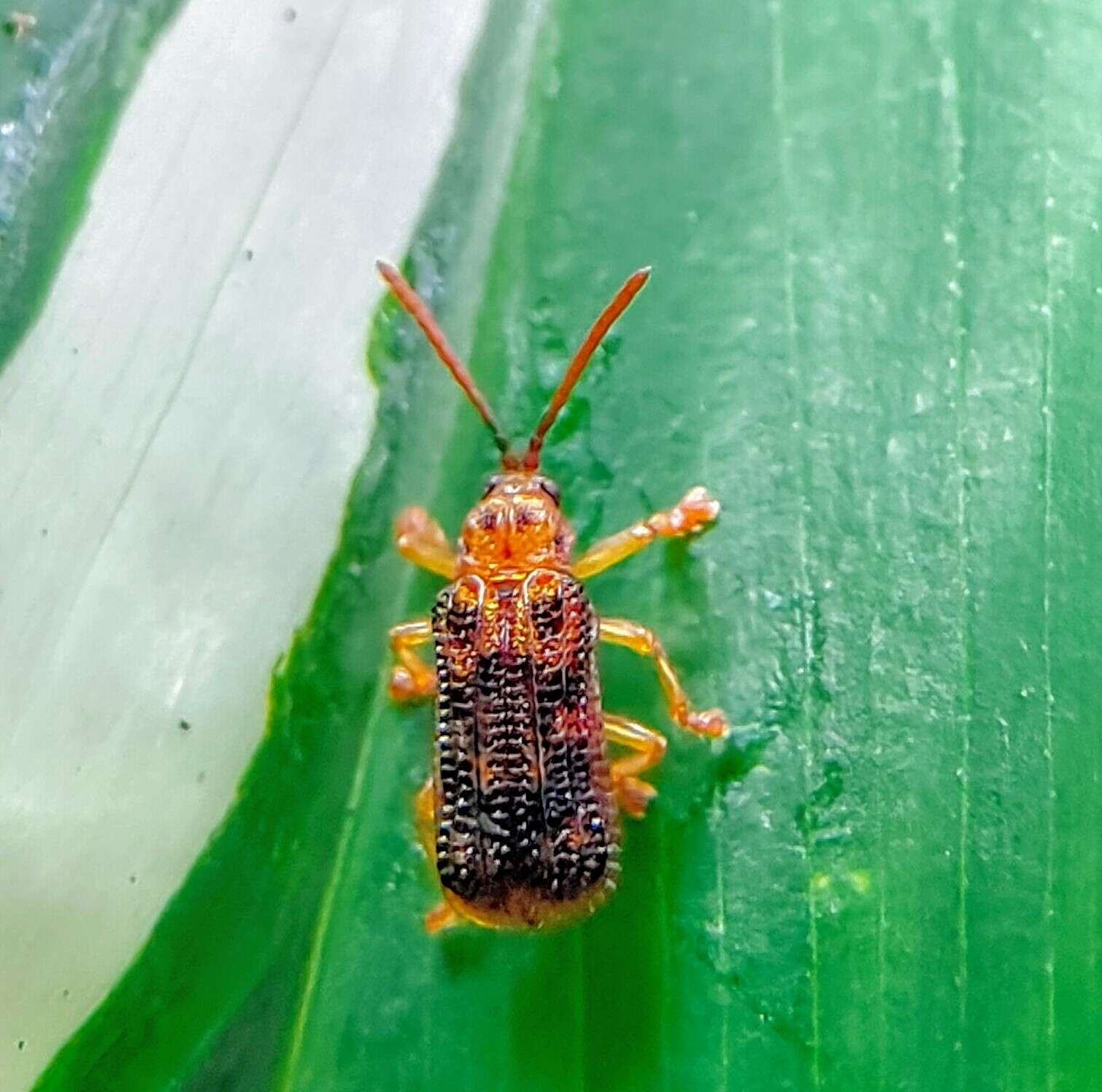 Image of Gonophora pulchella Gestro 1888