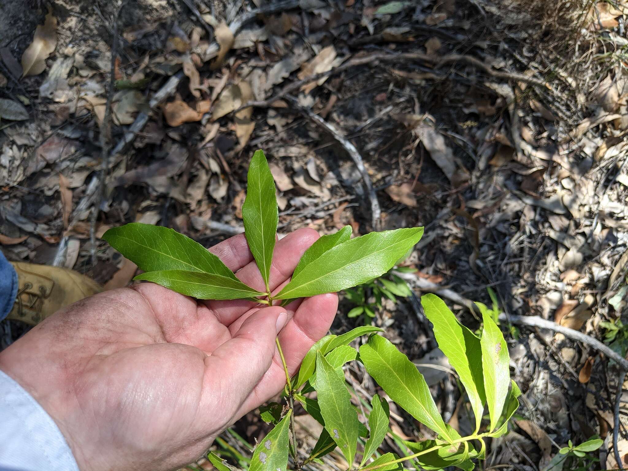 Image of Denhamia celastroides (F. Müll.) L. W. Jessup