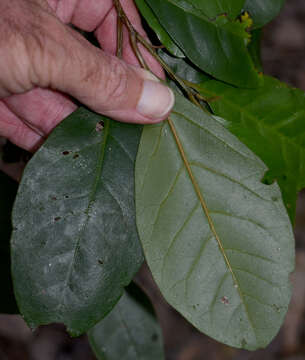 Sivun Maesa haplobotrys F. Muell. kuva