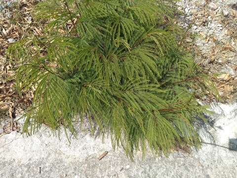 Plancia ëd Leucaena greggii S. Watson