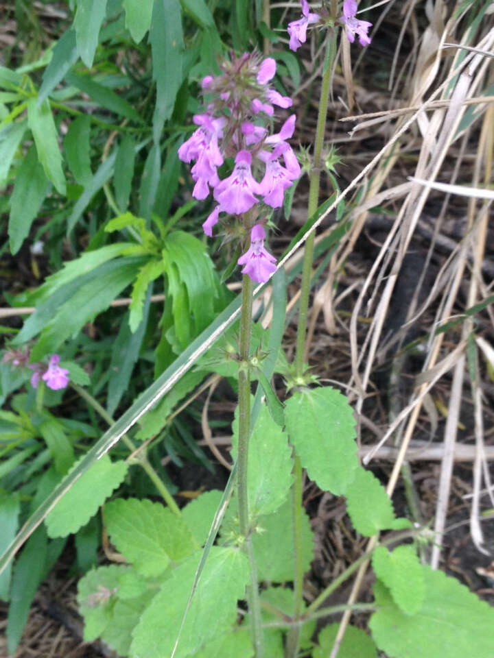 Image of PInk Mint