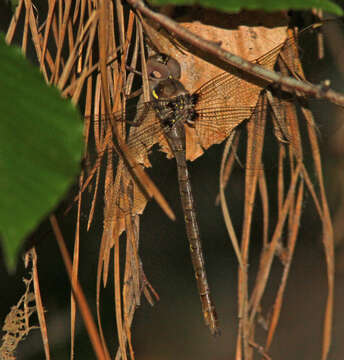 Image of Spotted Darners