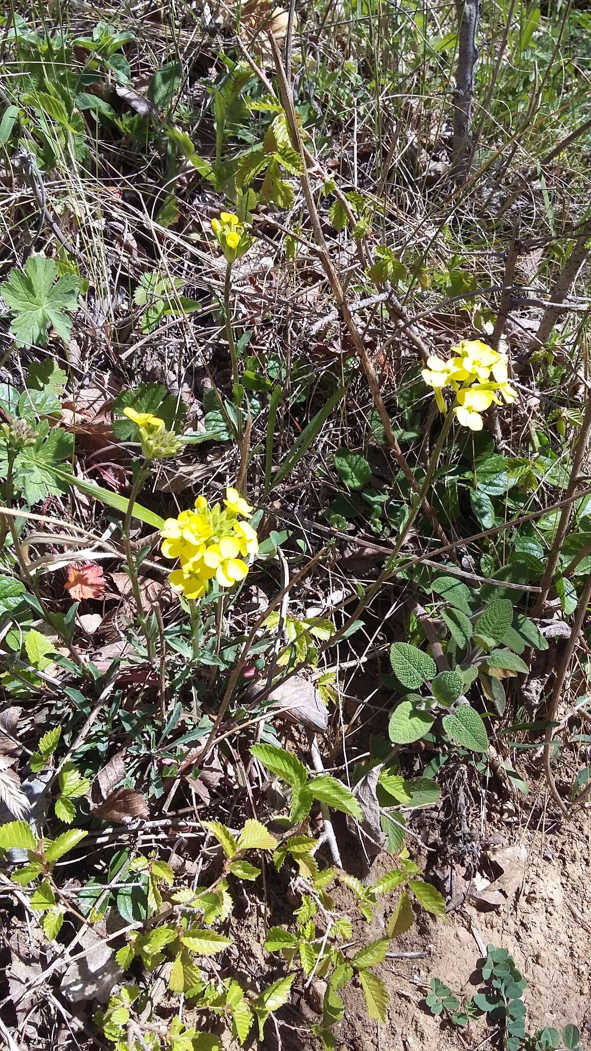 Слика од Erysimum cuspidatum (M. Bieb.) DC.