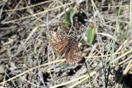 Erynnis afranius Lintner 1878的圖片