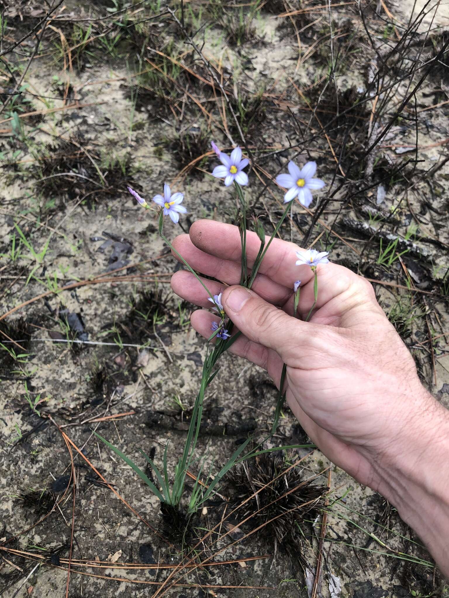 Sisyrinchium nashii E. P. Bicknell的圖片