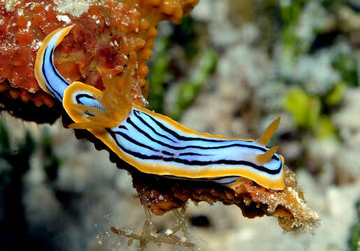 Image of Chromodoris elisabethina Bergh 1877