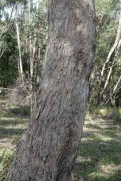 Image of Eucalyptus baueriana Schauer