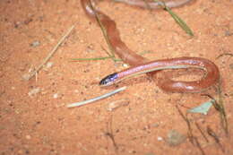 Image of Hooded Snake