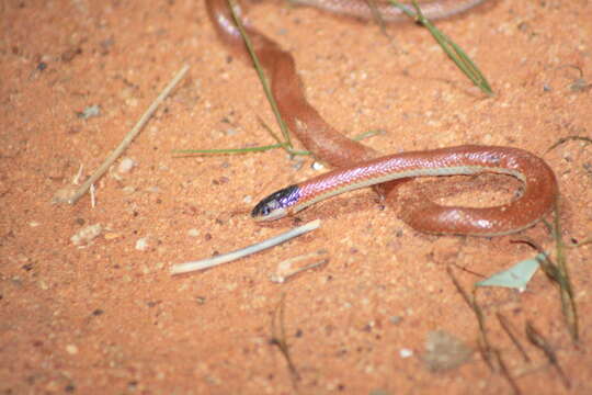 Image of Hooded Snake