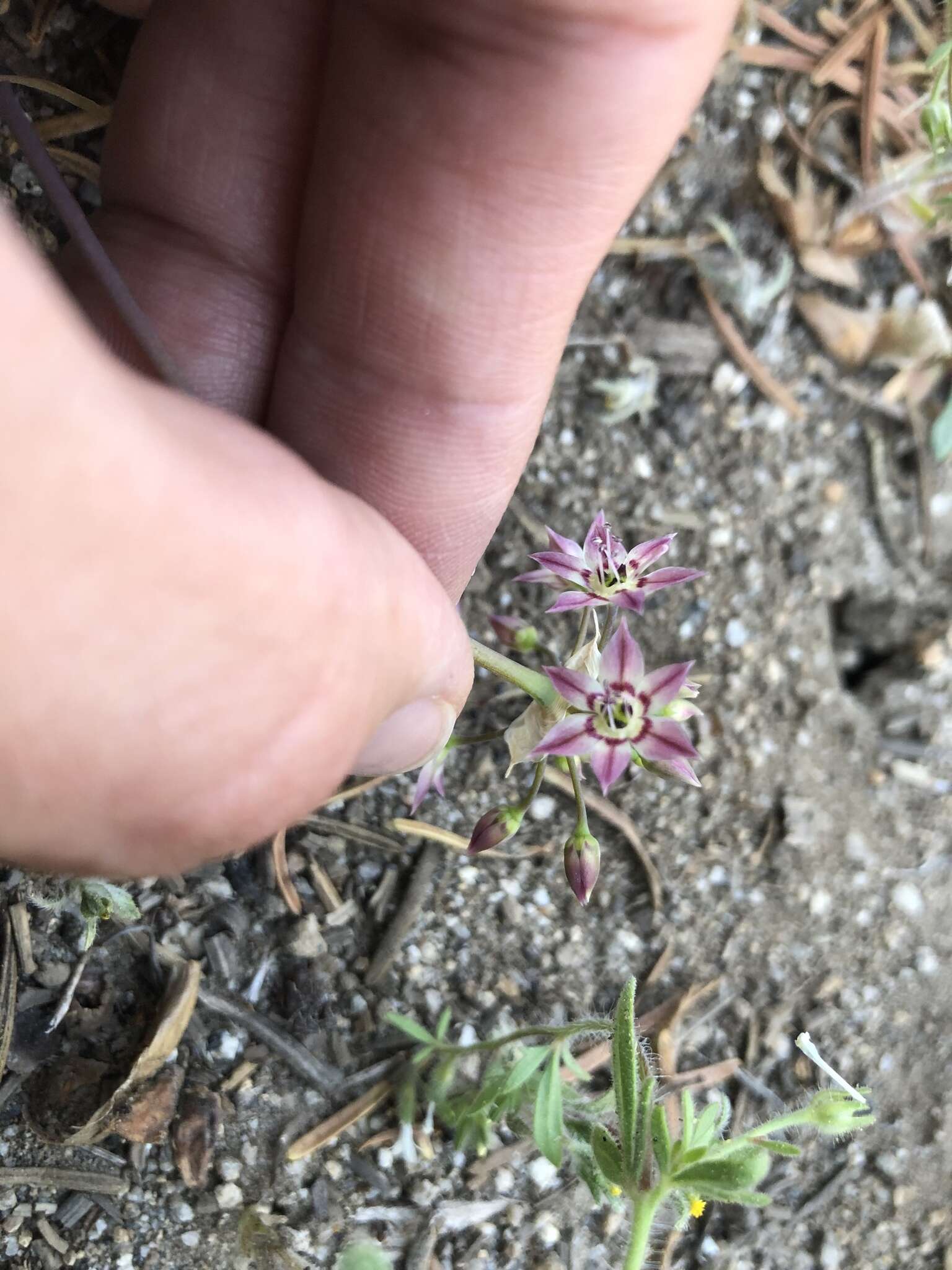 Image of dusky onion