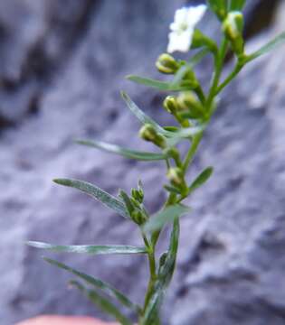 Image of Erysiphe thesii L. Junell 1967