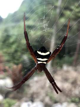 Argiope reinwardti (Doleschall 1859)的圖片