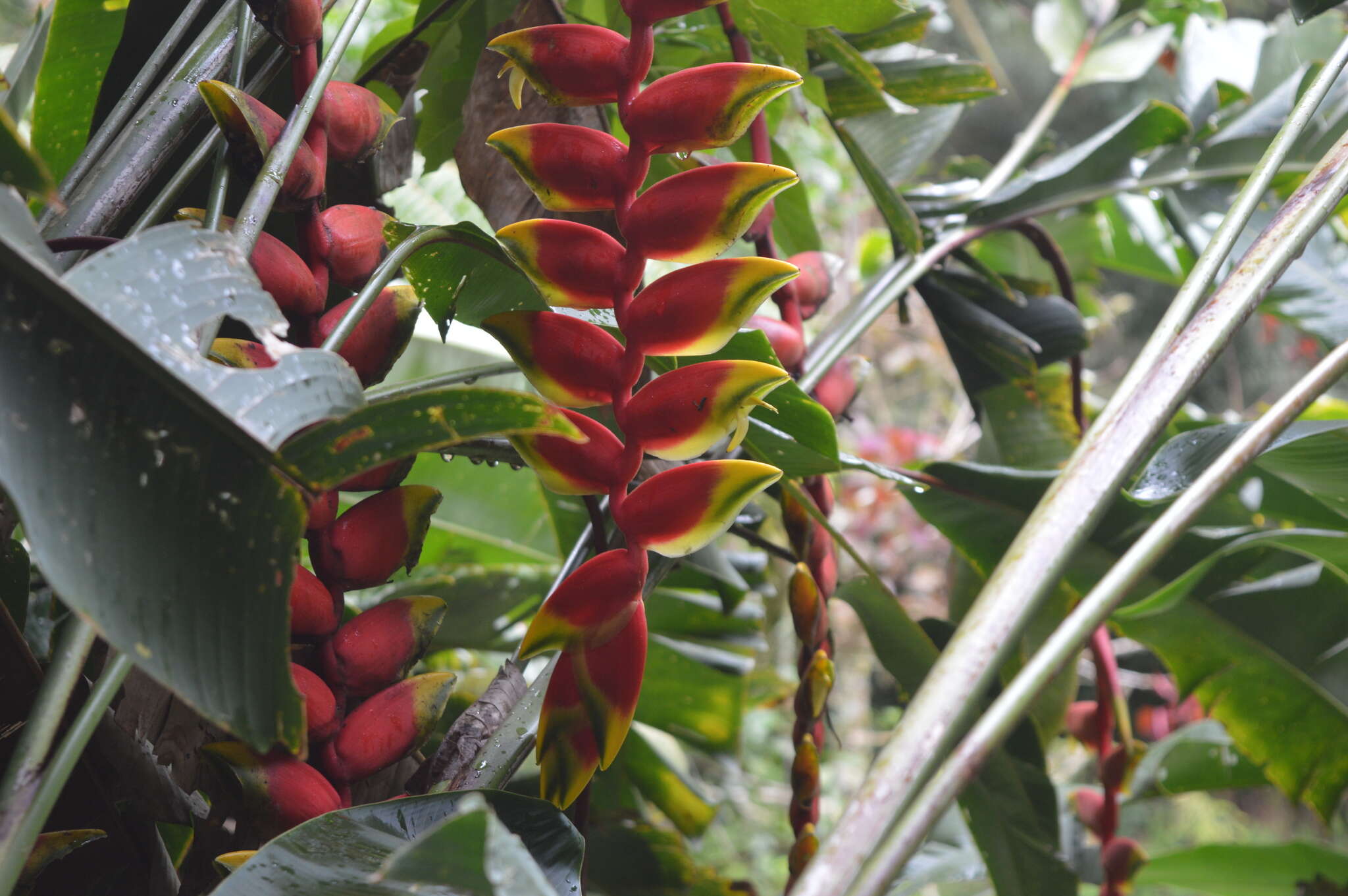 Image of false bird of paradise