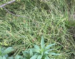 Image of Leafy Bulrush