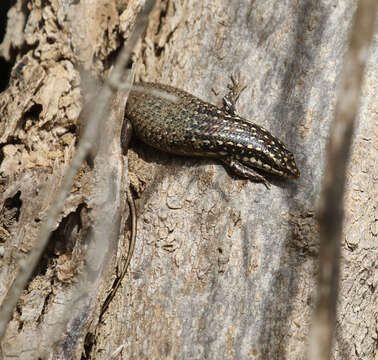 صورة Trachylepis aureopunctata (Grandidier 1867)