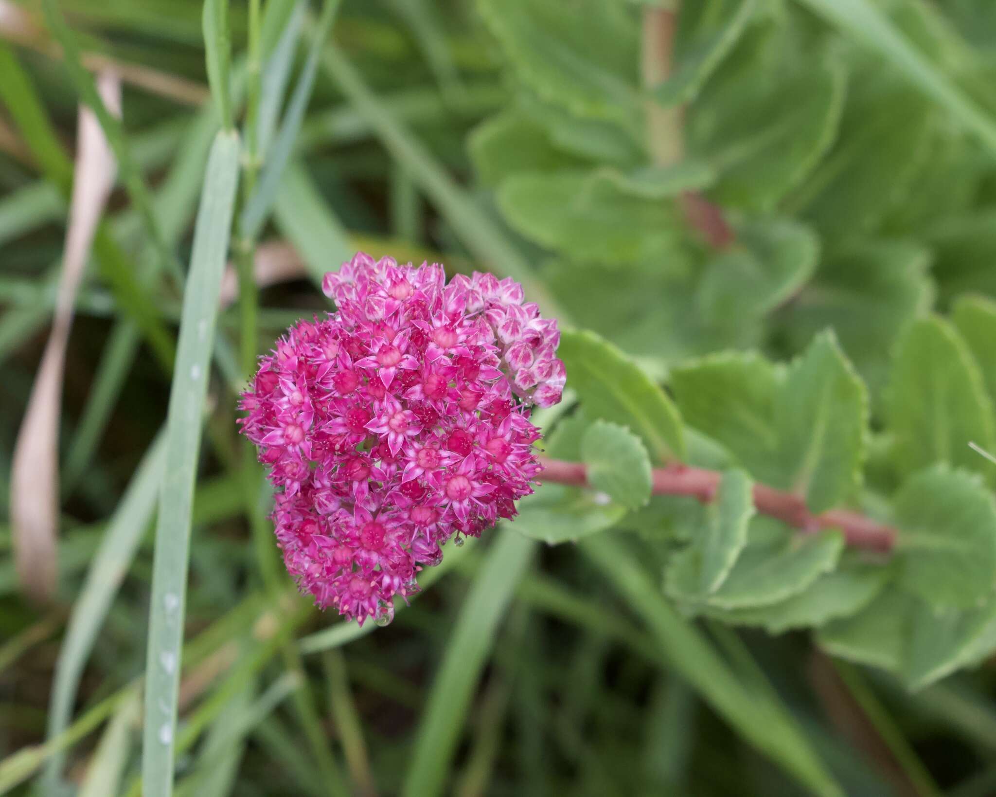 Hylotelephium telephium (L.) H. Ohba resmi