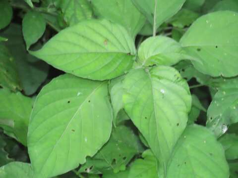 Image of Forest buckweed