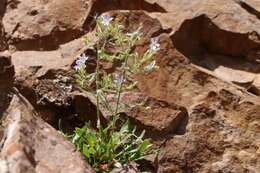 Image of Black Canyon gilia