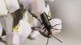 Image of Red-eared Blister Beetle