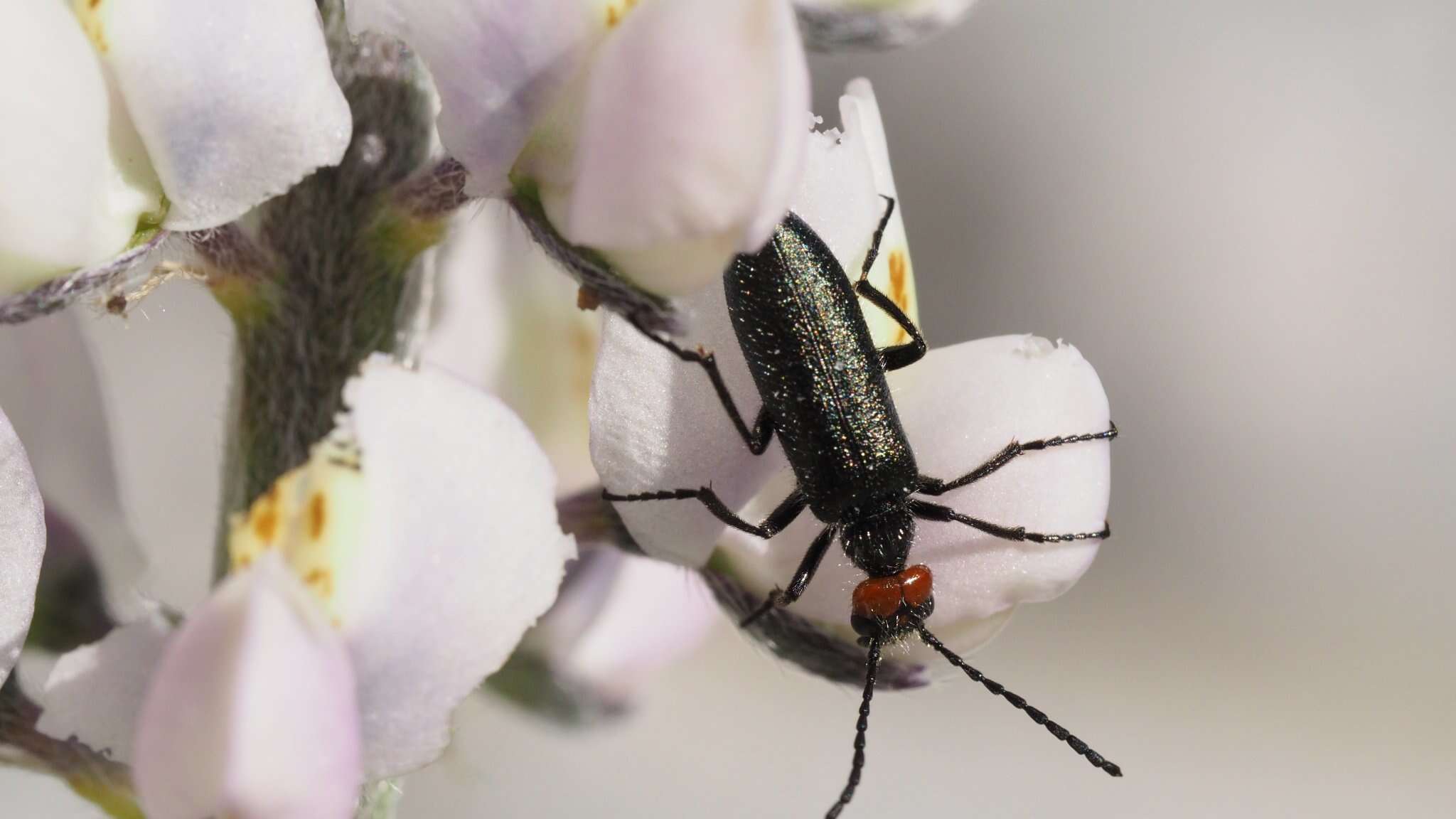 Imagem de Lytta (Poreopasta) auriculata Horn 1870