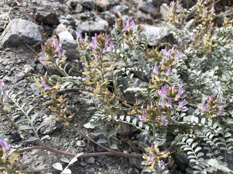 Image of freckled milkvetch