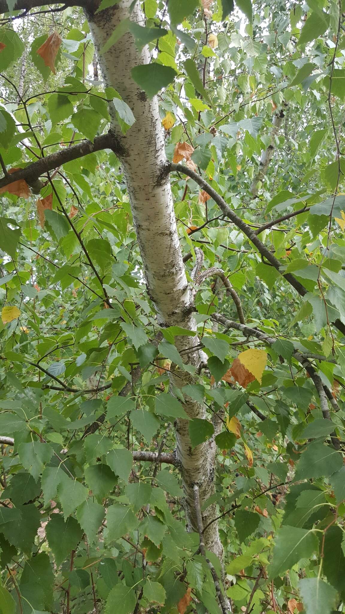 Image of Common Birch