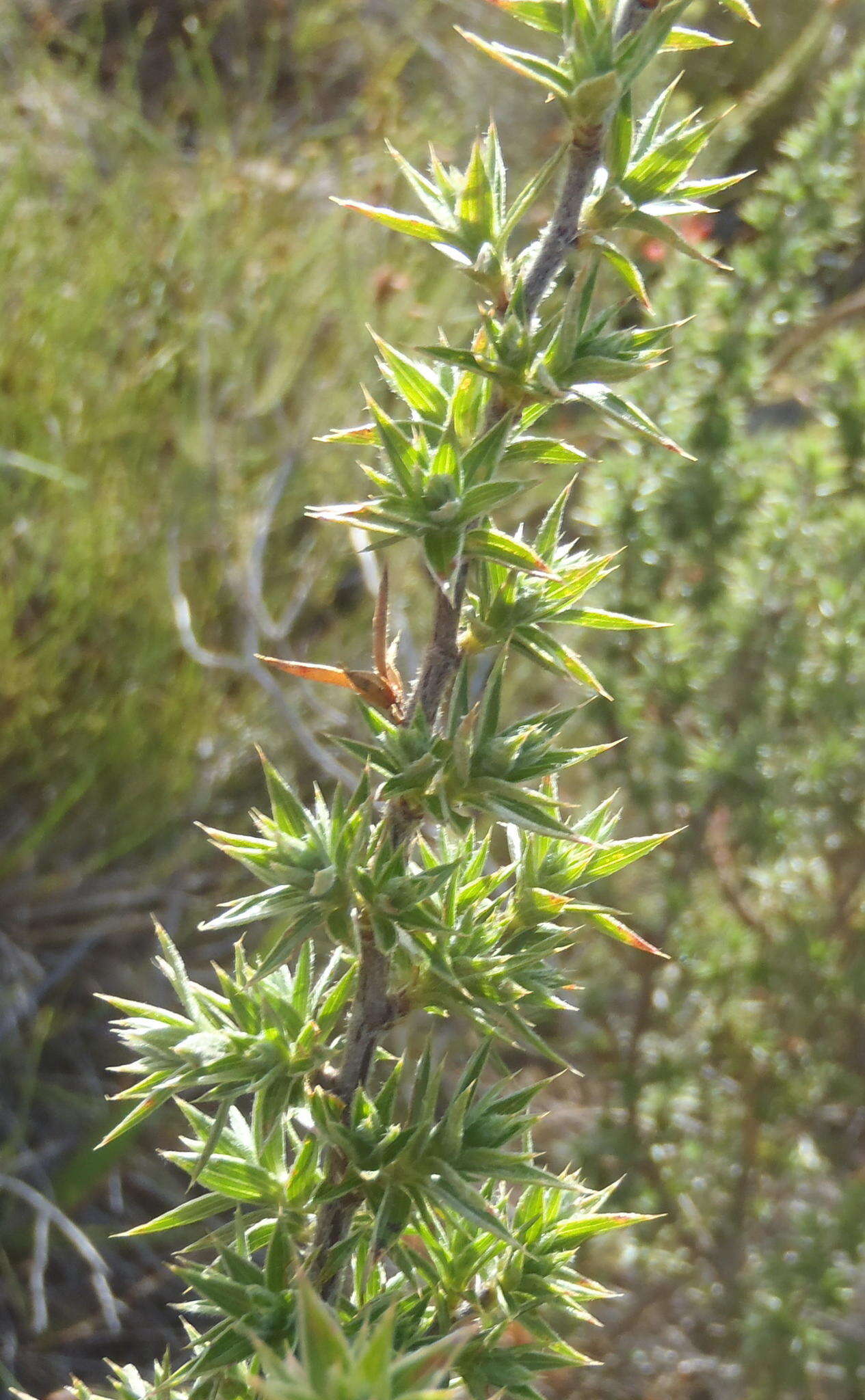 Image of Cliffortia ruscifolia L.