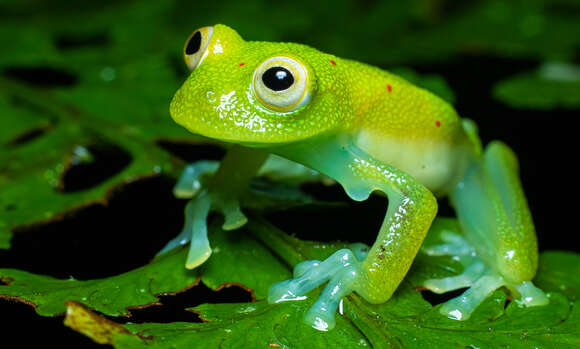 Image of Nymphargus grandisonae (Cochran & Goin 1970)