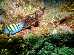 Image of Scissortail damselfish