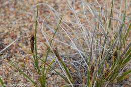 Image of Siberian Bog Sedge