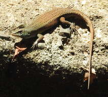 Image of Nicobar Island Skink