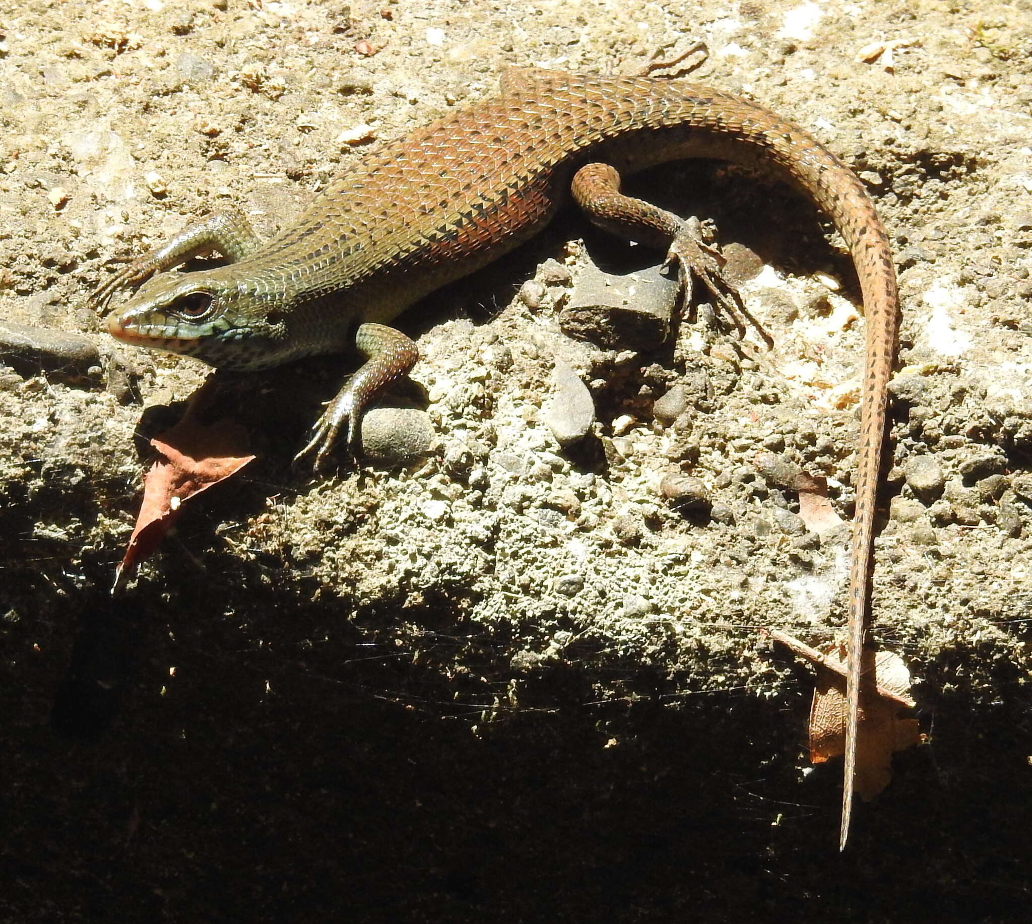 Image of Nicobar Island Skink