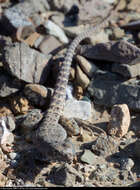 Image of Cope's leopard lizard