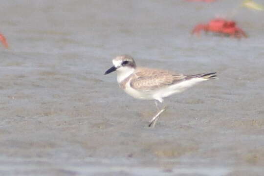 Image of Greater Sand Plover