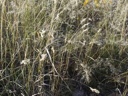 Image of shortleaf woollygrass