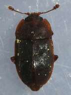 Image of Epuraea rufa (Say 1825)