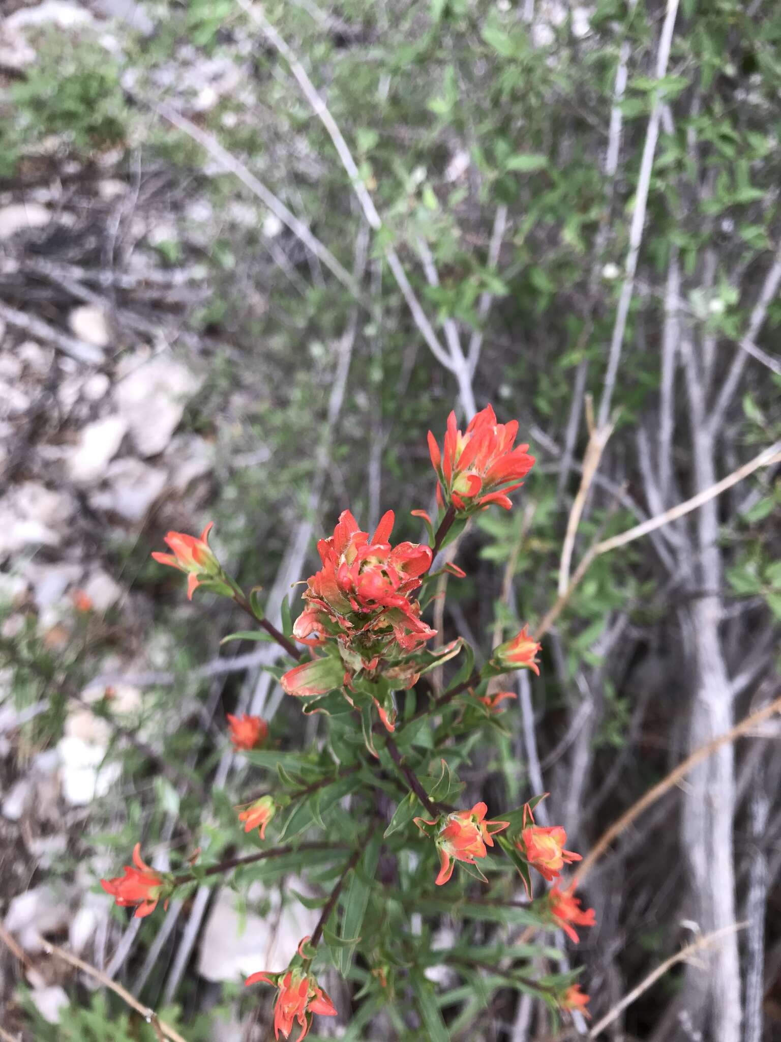 Image of Sacramento Mountain Indian paintbrush