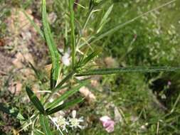 Image of Ptilostemon stellatus (L.) W. Greuter