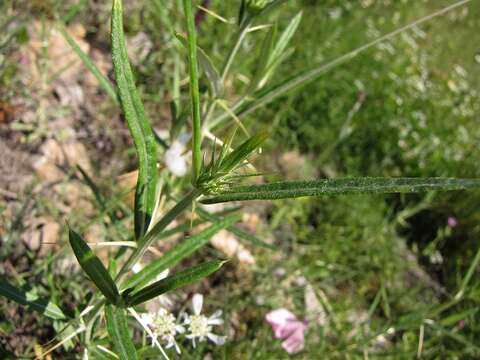 Sivun Ptilostemon stellatus (L.) W. Greuter kuva