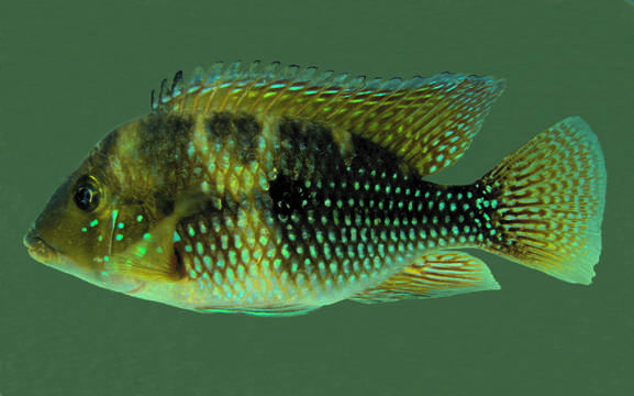 Image of <i>Gymnogeophagus taroba</i>