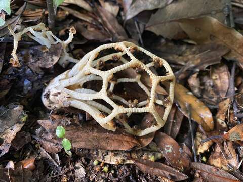 Image of Clathrus chrysomycelinus Möller 1895