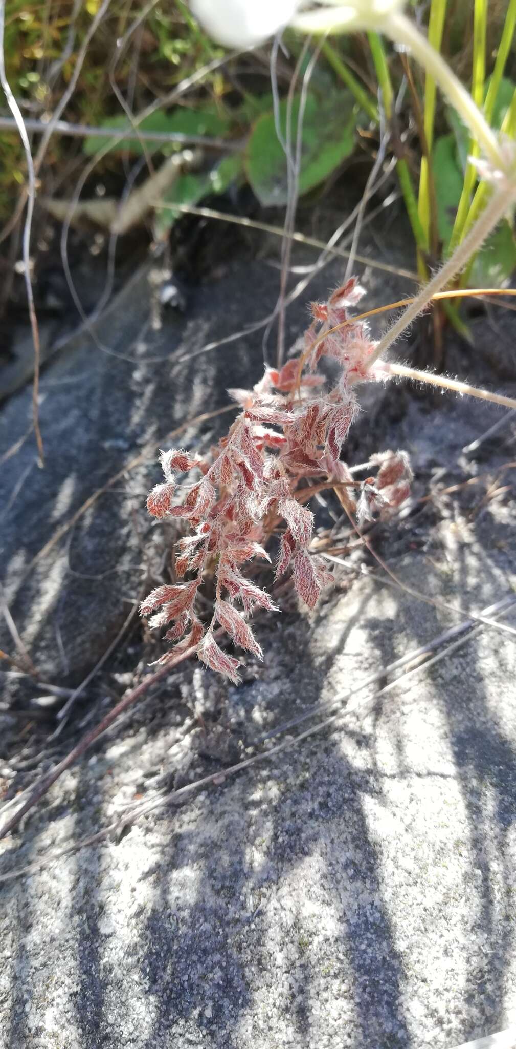 Image of Pelargonium trifoliolatum (Eckl. & Zeyh.) Steud.