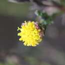 Image of Marasmodes undulata Compton