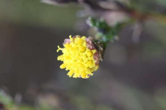 Imagem de Marasmodes undulata Compton