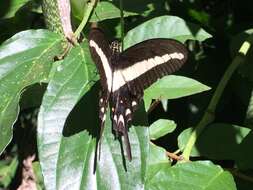 Image of Hector's swallowtail butterfly
