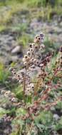 Imagem de Artemisia arctica