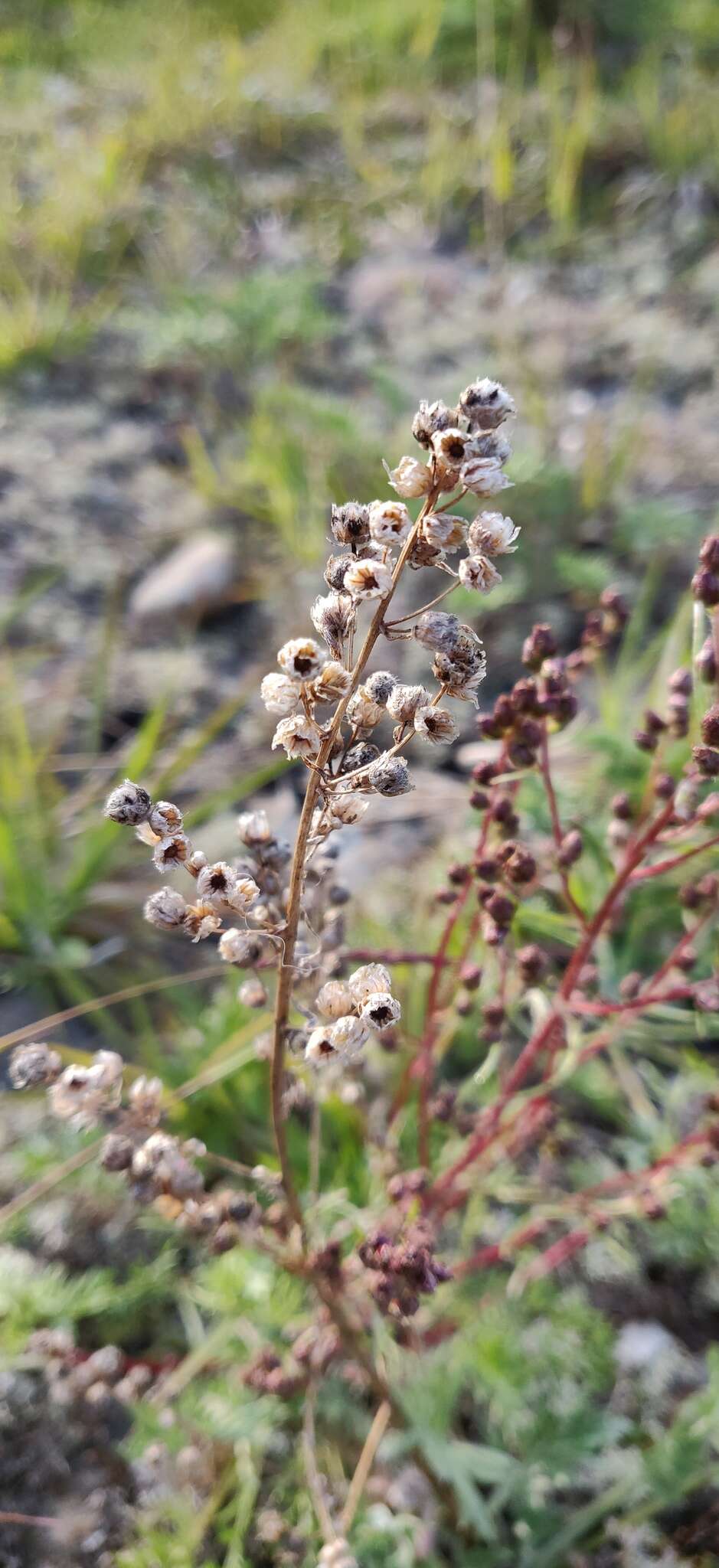 Image of Artemisia arctica