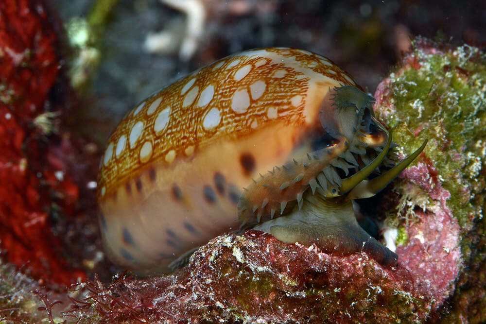 Image of jester cowrie