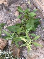 Image of velvet tobacco